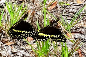 A pair of Palamedes swallowtail butterflies participates in a mating dance.
