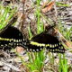 The Palamedes Swallowtail Does an Interesting,  Beautiful Mating Dance