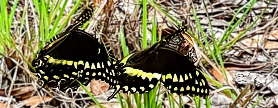 A pair of Palamedes swallowtail butterflies participates in a mating dance.
