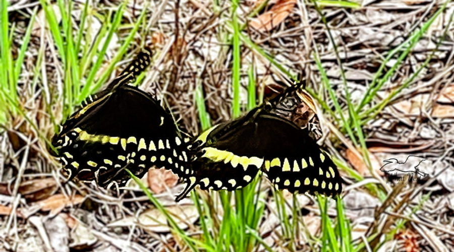A pair of Palamedes swallowtail butterflies participates in a mating dance.