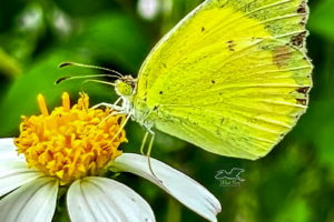 A little yellow butterfly takes an afternoon feeding break at a blackjack flower.
