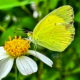 The Little Yellow is an Incredible,  Colorful Southern Butterfly