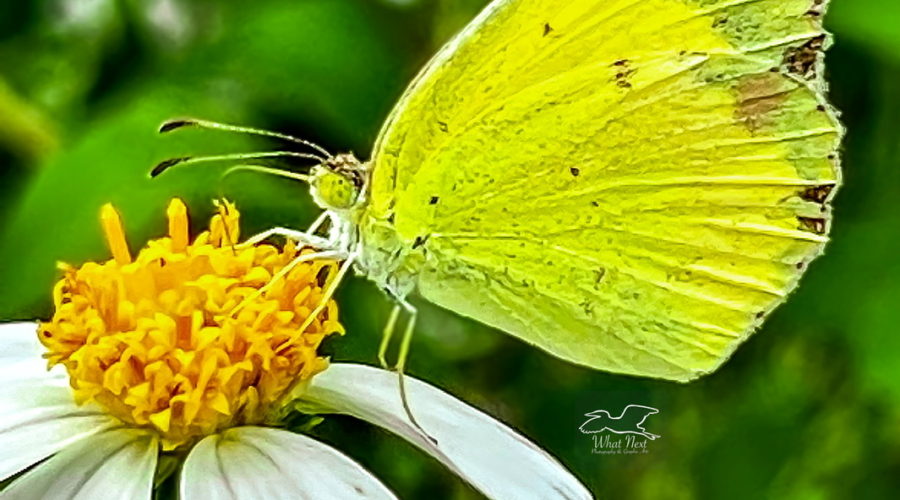 A little yellow butterfly takes an afternoon feeding break at a blackjack flower.