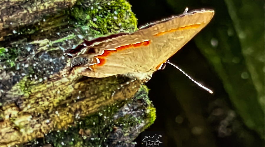 This red-banded hairstreak get ready to launch herself from a piece of old wood onto the ground below.