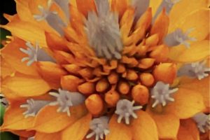 This closeup of an orange milkweed blossom has been artistically modified with portions of black and white.