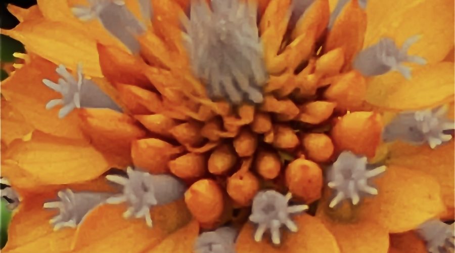 This closeup of an orange milkweed blossom has been artistically modified with portions of black and white.