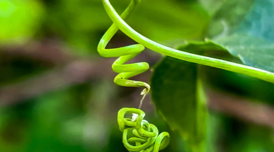 Passion Fruits Vines Can Have Some Unusual Uses