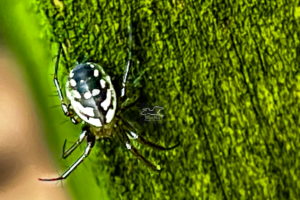The tuft-legged orb weaver is so named for the tufts of hair on it’s legs.
