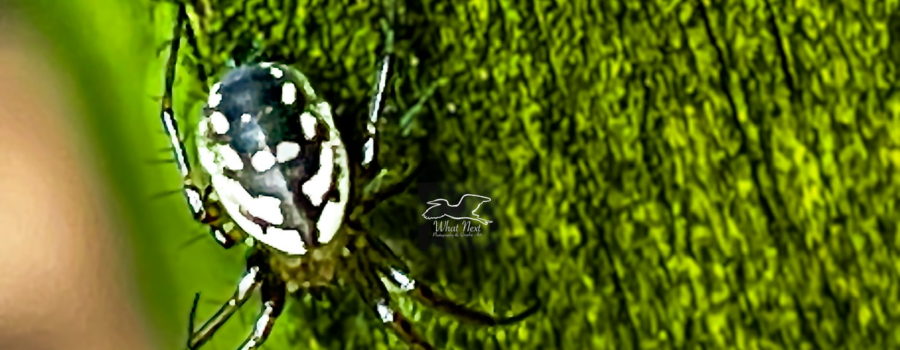 The tuft-legged orb weaver is so named for the tufts of hair on it’s legs.