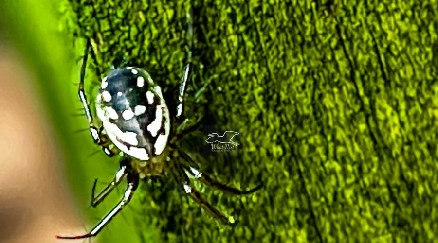 The tuft-legged orb weaver is so named for the tufts of hair on it’s legs.