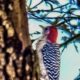 The Red-bellied Woodpecker is a Fancy, Colorful Bird
