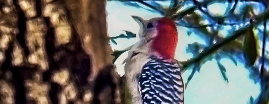 The Red-bellied Woodpecker is a Fancy, Colorful Bird