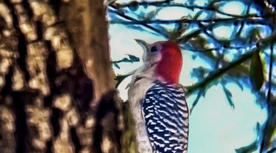 The Red-bellied Woodpecker is a Fancy, Colorful Bird