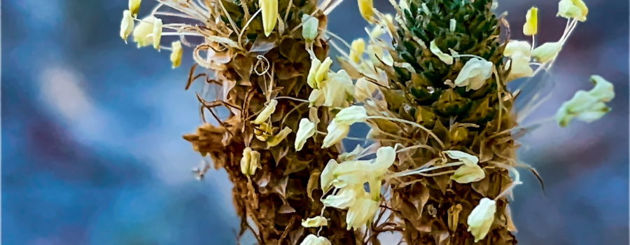 A couplet of lamb’s tongue florets grow side by side sharing the sun and rain.