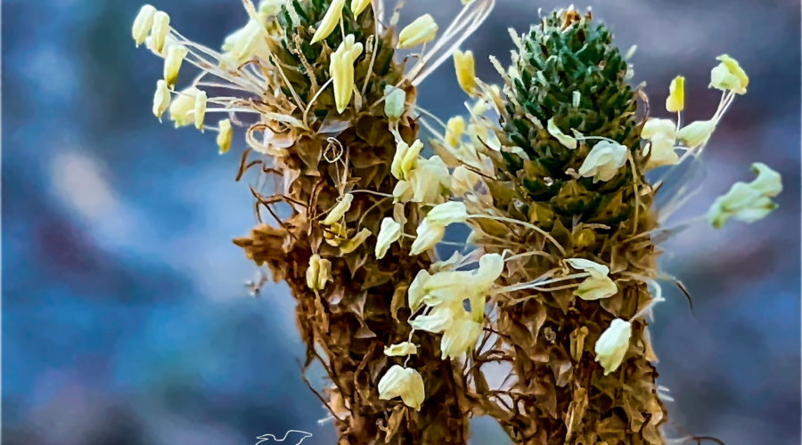 A couplet of lamb’s tongue florets grow side by side sharing the sun and rain.