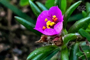 Pink purslane is a small succulent that produces beautiful fuchsia flowers.