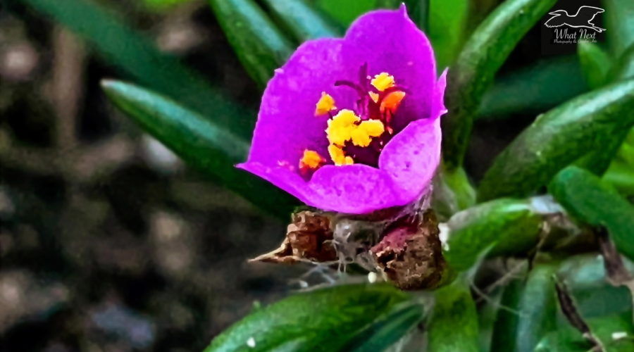 Pink purslane is a small succulent that produces beautiful fuchsia flowers.