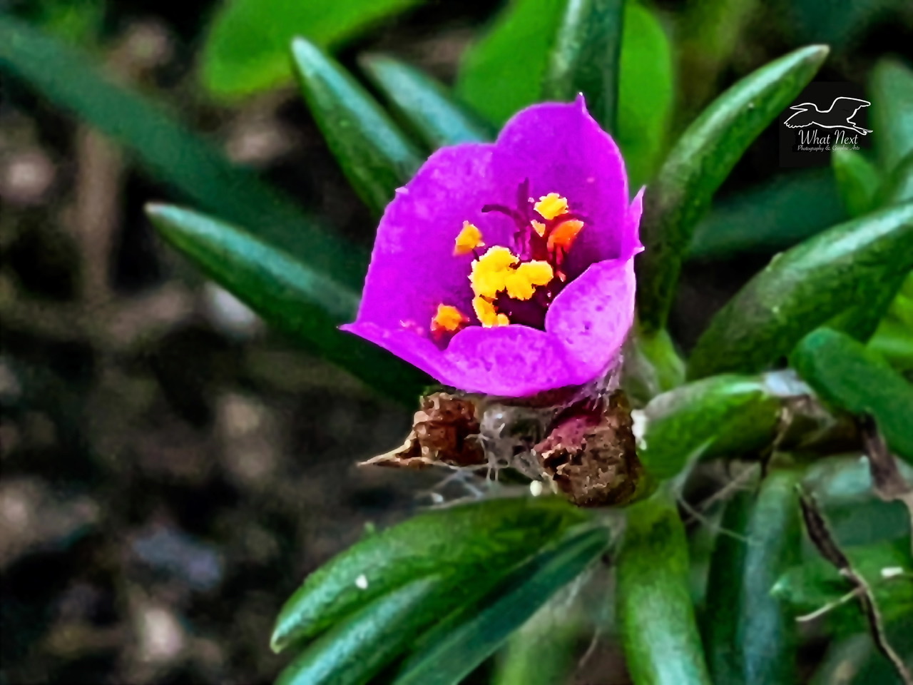 even-the-smallest-of-flowers-can-be-incredibly-colorful-what-next