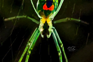 A Mabel orchard orb weaver almost glows from the light shining on it.