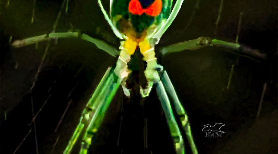 A Mabel orchard orb weaver almost glows from the light shining on it.