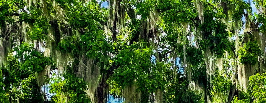 A Southern live oak tree is at it’s most beautiful during the summer.