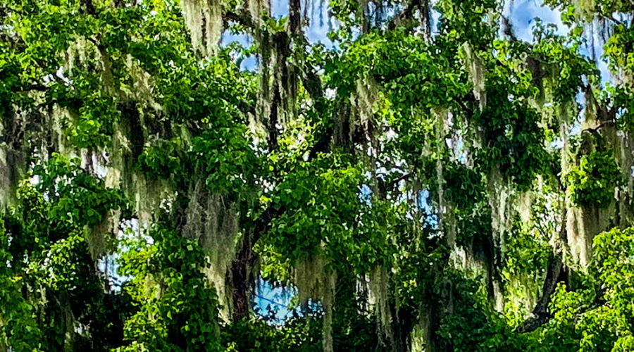 A Southern live oak tree is at it’s most beautiful during the summer.
