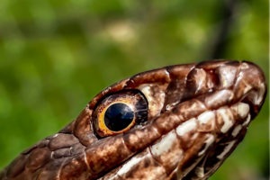 A closeup profile photo emphasizes the eye of this beautiful snake.