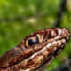 Celebrate the Great Wonder of Snakes on World Snake Day