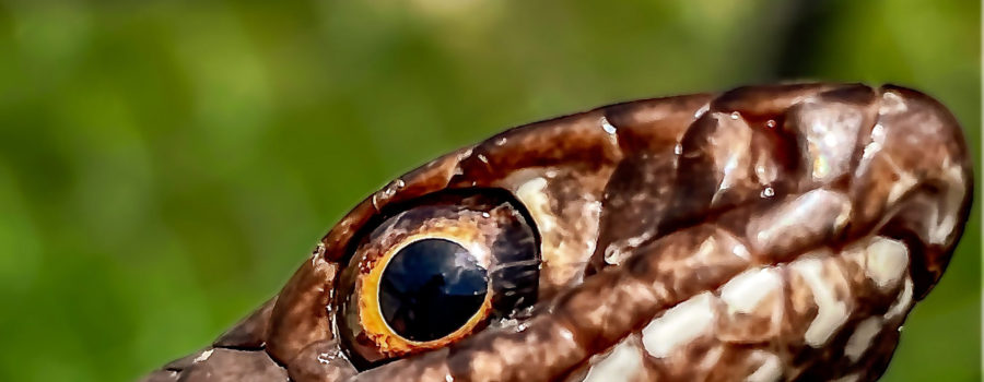 A closeup profile photo emphasizes the eye of this beautiful snake.