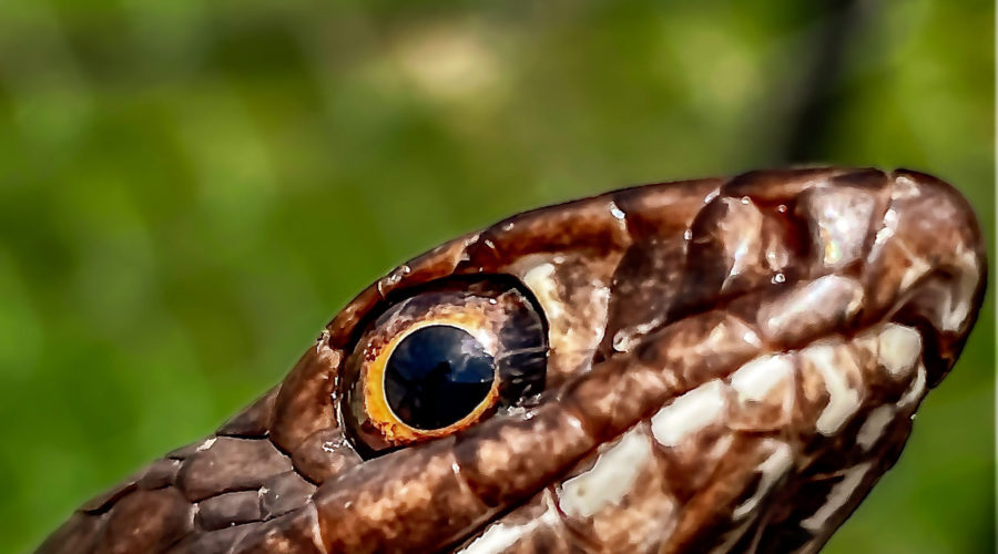 A closeup profile photo emphasizes the eye of this beautiful snake.