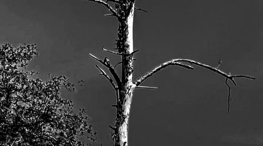 A timeworn old pine tree skeleton still stands tall above the other trees.