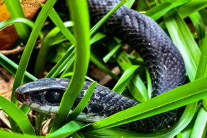 This closeup of a black racer emphasizes it’s beautiful black eye.