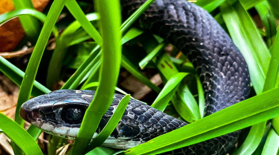 This closeup of a black racer emphasizes it’s beautiful black eye.