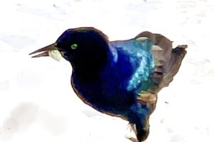 A male boat-tailed grackle struts his stuff along the beach.