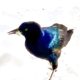 The Boat-Tailed Grackle Is an Interesting Coastal Bird