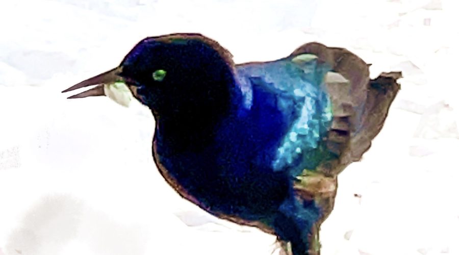 A male boat-tailed grackle struts his stuff along the beach.