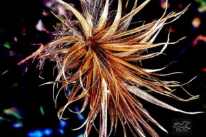 The remains of a long dead thistle flower still have a stylistic type of beauty.