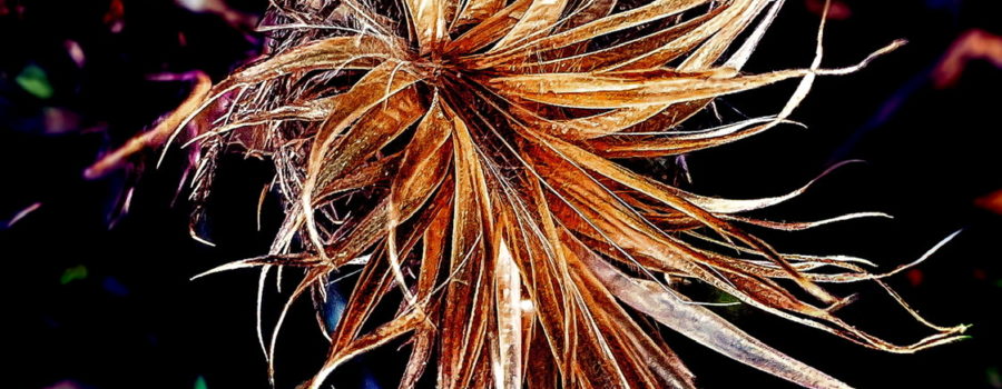 The remains of a long dead thistle flower still have a stylistic type of beauty.