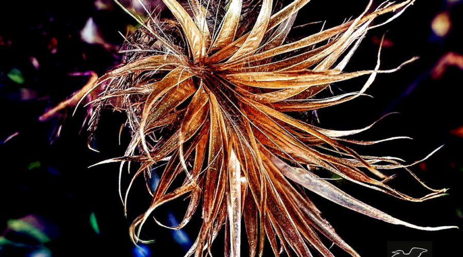 The remains of a long dead thistle flower still have a stylistic type of beauty.