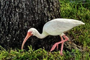 An adult American white ibis hunts for insects and worms in the grass.