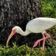 American White Ibis Are More Colorful as Juveniles