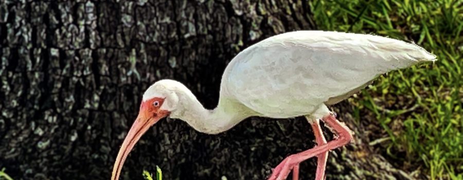 An adult American white ibis hunts for insects and worms in the grass.
