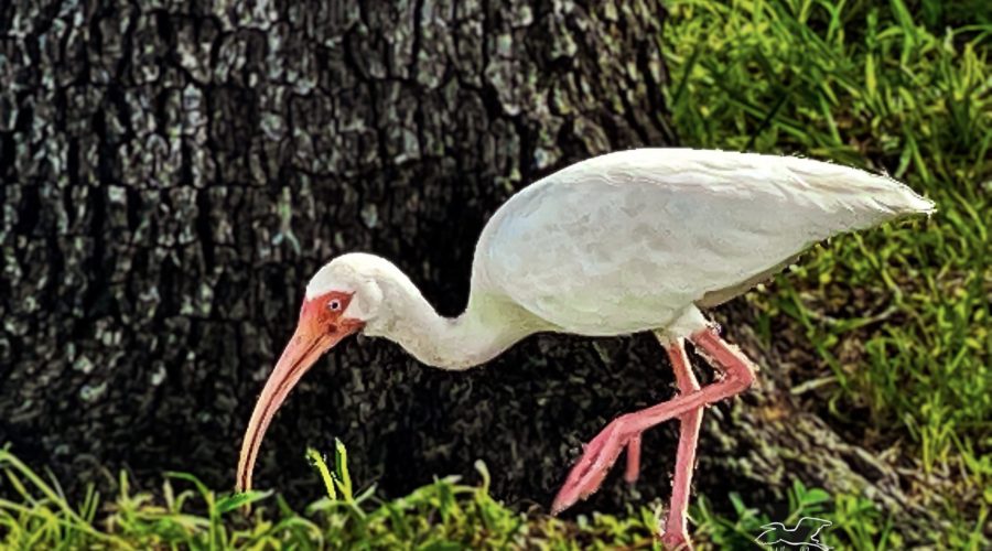 An adult American white ibis hunts for insects and worms in the grass.