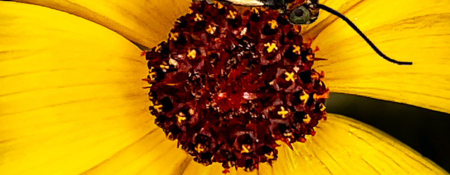 A colorful bird dropping moth feeds on a tickseed flower. These are two summer favorites around here.