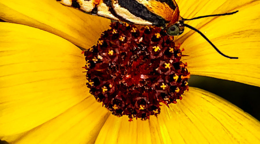 A colorful bird dropping moth feeds on a tickseed flower. These are two summer favorites around here.