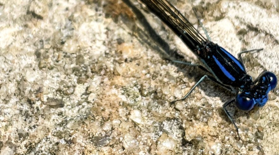Resting Damselfly
