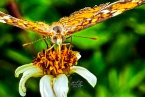 This is a head on view of a pearl crescent butterfly as it perches on a blackjack flower to feed.