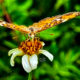 The Beautiful Pearl Crescent is a Wonderful Fall Butterfly