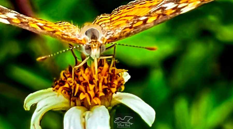 This is a head on view of a pearl crescent butterfly as it perches on a blackjack flower to feed.