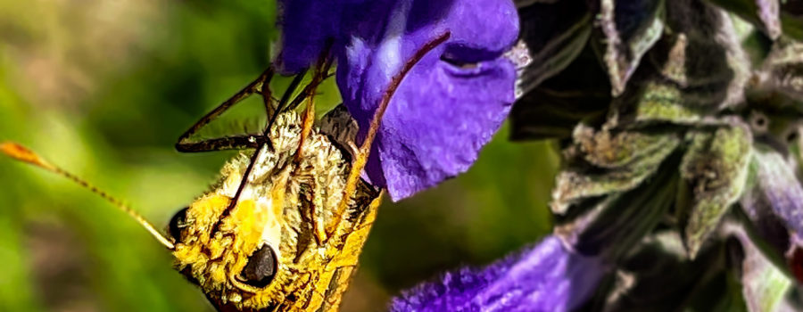 A fiery skipper hangs upside down while feeding on a lyreleaf sage flower.